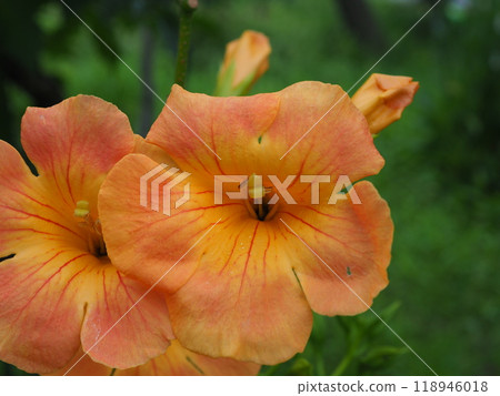 Nausuz Kazura 118946018