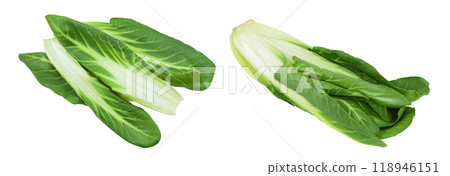 Organic fresh chard plant isolated on white background with full depth of field Organic fresh chard plant isolated on white background with full depth of field 118946151