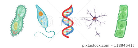 Different Microorganisms and Protozoa Cells as Microbiology Organism Vector Set Different Microorganisms and Protozoa Cells as Microbiology Organism Vector Set 118946415
