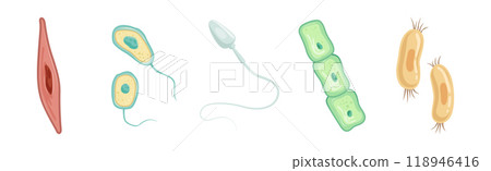 Different Microorganisms and Protozoa Cells as Microbiology Organism Vector Set 118946416