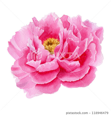 Pink peony flower. Watercolor hand drawn illustration isolated on white background. For design, posters, cards, postcards, stickers, flyers, package Pink peony flower. Watercolor hand drawn illustration isolated on white background. For design, posters, cards, postcards, stickers, flyers, package 118946479