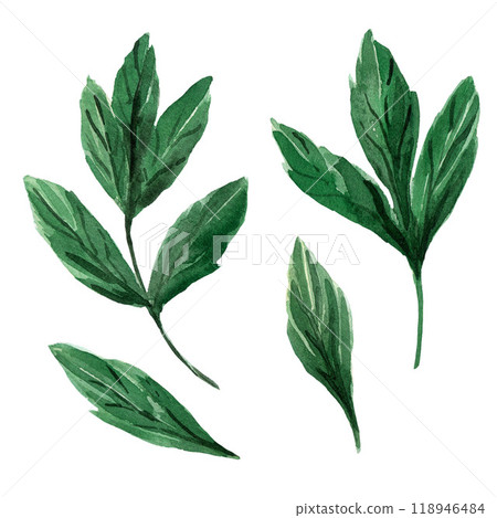 Green peony leaves. Watercolor hand drawn illustration isolated on white background. For design, posters, cards, postcards, stickers, flyers, package Green peony leaves. Watercolor hand drawn illustration isolated on white background. For design, posters, cards, postcards, stickers, flyers, package 118946484
