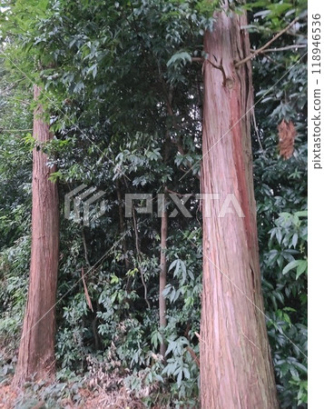 Beautiful trees in the forest Beautiful trees in the forest 118946536
