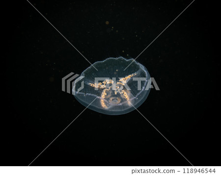 A Moon jellyfish or Aurelia aurita with black seawater background. Picture from, Malmo Sweden. A Moon jellyfish or Aurelia aurita with black seawater background. Picture from, Malmo Sweden. 118946544
