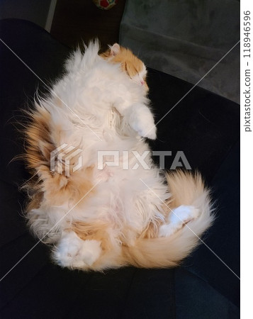Scottish Fold sleeping soundly on his back Scottish Fold sleeping soundly on his back 118946596