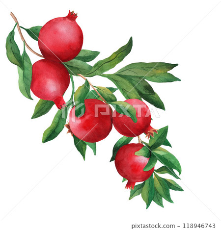 Pomegranate branch watercolor illustration with five fruits and leaves, isolated on white background. For design, posters, cards, postcard, packaging 118946743