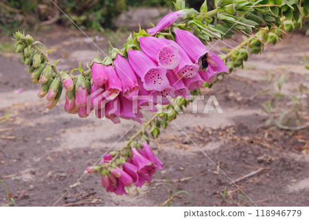Digitalis purpurea grows in meadow. Gardening. Pink flowers blooming. Cottage garden. 118946779