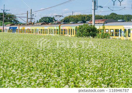 Buckwheat flowers in full bloom at Nyukawa Station on the Sangi Railway Sangi Line (Inabe City, Mie Prefecture) Buckwheat flowers in full bloom at Nyukawa Station on the Sangi Railway Sangi Line (Inabe City, Mie Prefecture) 118946787