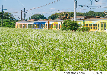 Buckwheat flowers in full bloom at Nyukawa Station on the Sangi Railway Sangi Line (Inabe City, Mie Prefecture) Buckwheat flowers in full bloom at Nyukawa Station on the Sangi Railway Sangi Line (Inabe City, Mie Prefecture) 118946788