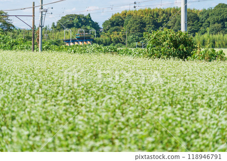 Buckwheat flowers in full bloom at Nyukawa Station on the Sangi Railway Sangi Line (Inabe City, Mie Prefecture) 118946791