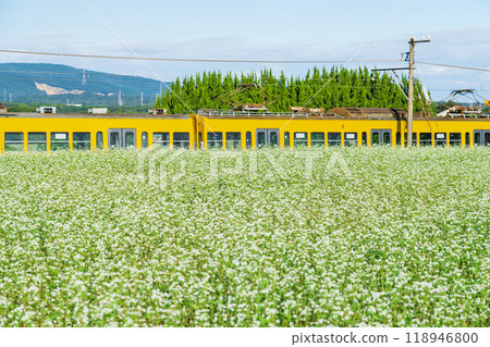 Buckwheat flowers in full bloom at Nyukawa Station on the Sangi Railway Sangi Line (Inabe City, Mie Prefecture) 118946800