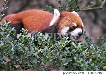 Red panda on a tree③ Red panda on a tree③ 118946980