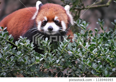 Red panda on a tree② 118946993