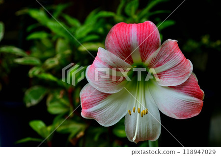 Amaryllis 118947029
