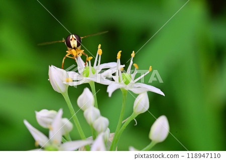Garlic chive flowers and insects Garlic chive flowers and insects 118947110