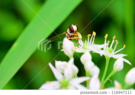 Garlic chive flowers and insects Garlic chive flowers and insects 118947111