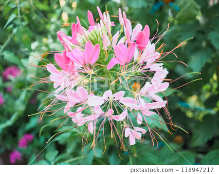Flower of Creme 118947217