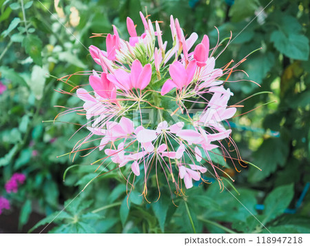 Flower of Creme Flower of Creme 118947218