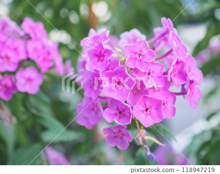 粉紅奧蘭古薩 粉紅奧蘭古薩 118947219