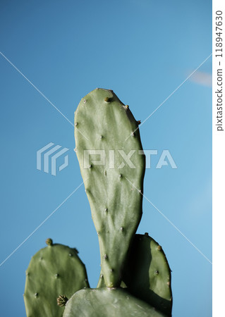 blooming Opuntia cochenile with flowers. Cochineal Nopal Cactus with blue sky in tropical garden. copy space 118947630