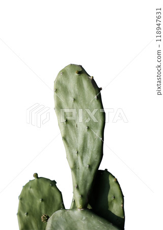blooming Opuntia cochenile or Cochineal Nopal Cactus isolated on white background with clipping path. Plant clip art and element 118947631