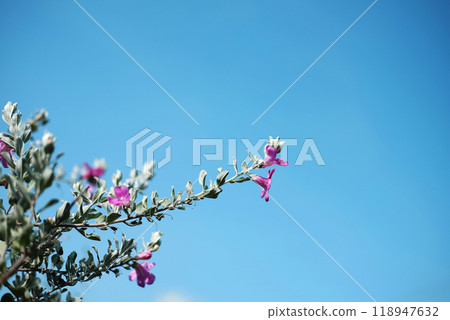 Blooming pink Barometer bush bunch or Ash plant flower with blue sky in garden. Copy space 118947632