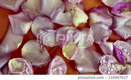 Rose petals float in water. Sprinkled rose petals floating in water on orange background. Concept of spa, wellness, self-care Rose petals float in water. Sprinkled rose petals floating in water on orange background. Concept of spa, wellness, self-care 118947637