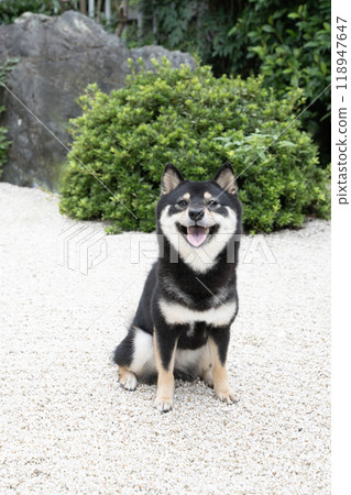 Smiling Shiba Inu (Japanese Shiba Inu) Cheri in a garden of white stones Smiling Shiba Inu (Japanese Shiba Inu) Cheri in a garden of white stones 118947647