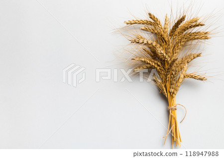 Sheaf of wheat ears close up and seeds on colored background. Natural cereal plant, harvest time concept. Top view, flat lay with copy space. world wheat crisis Sheaf of wheat ears close up and seeds on colored background. Natural cereal plant, harvest time concept. Top view, flat lay with copy space. world wheat crisis 118947988