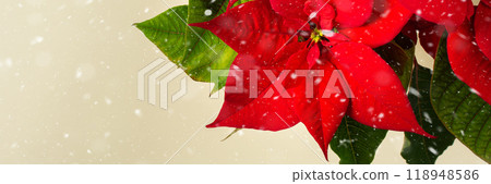 Christmas Poinsettia flower closeup Christmas Poinsettia flower closeup 118948586