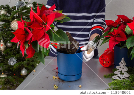 A woman transplants Poinsettia flowers into a new pot 118948601