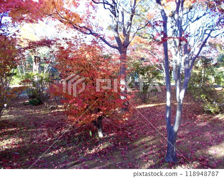 Moments of autumn 118948787