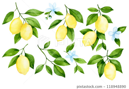 watercolor drawing, set of branches with lemon fruit. illustration in simple style watercolor drawing, set of branches with lemon fruit. illustration in simple style 118948890