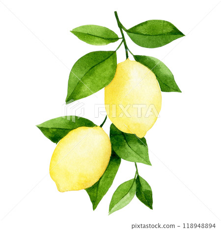 watercolor drawing, lemon fruit tree branch. illustration in simple style 118948894