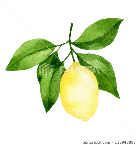 watercolor drawing, lemon fruit tree branch. illustration in simple style watercolor drawing, lemon fruit tree branch. illustration in simple style 118948895