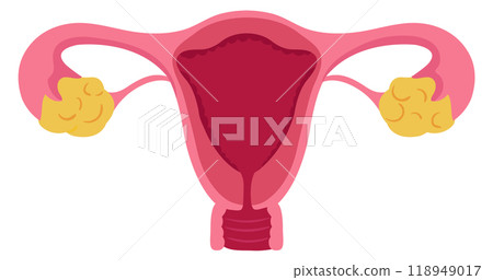 Female reproductive system medical illustration. Gynecology organs 118949017