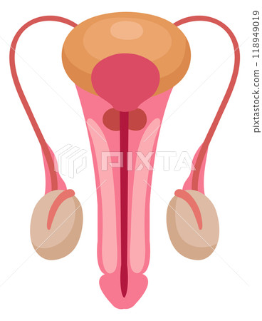 Male reproductive system illustration. Urinary organ anatomy Male reproductive system illustration. Urinary organ anatomy 118949019