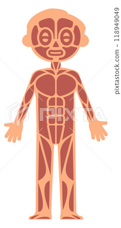 Kid muscular system infographics. Human anatomy illustration 118949049