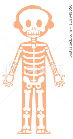 Kid body with skeleton. Child anatomy medical illustration 118949050