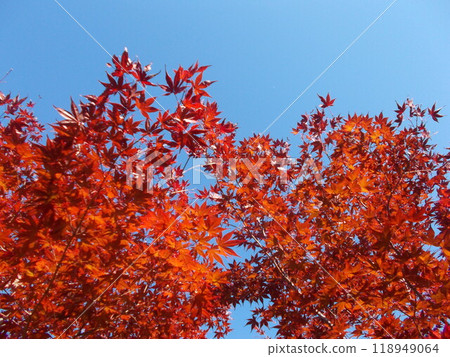 Autumn sky and autumn leaves 118949064