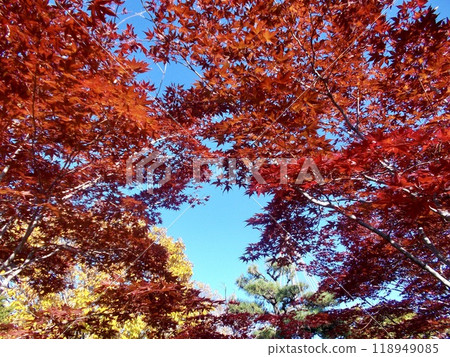 Autumn is full Autumn is full 118949085