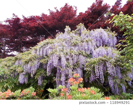 哭泣的紫藤花 118949291