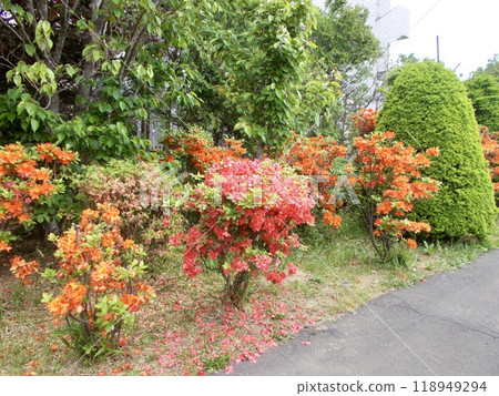 Azaleas in full bloom Azaleas in full bloom 118949294