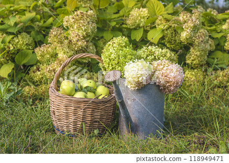 Summer still life: ripe apples in wicker basket and bouquet of hydrangea in vintage watering can on a green lawn on sunny day 118949471