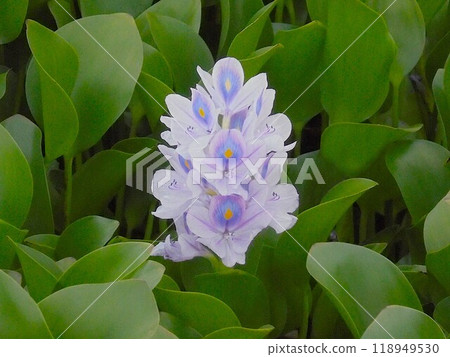 水葫蘆 水葫蘆 118949530