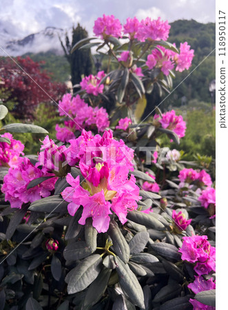 pink flowers of blossoming plant Rhododendron catawbiense or Catawba rhododendron, mountain rosebay in spring in botanical garden Landscape pink flowers of blossoming plant Rhododendron catawbiense or Catawba rhododendron, mountain rosebay in spring in botanical garden Landscape 118950117