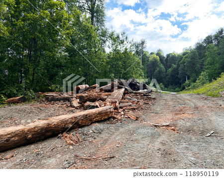 pile of dumped dry destroyed rotting tree trunks on a forest dirt road. Ecological process pile of dumped dry destroyed rotting tree trunks on a forest dirt road. Ecological process 118950119