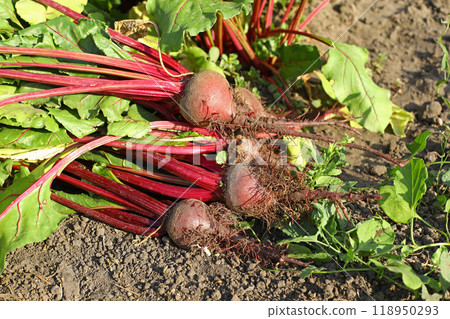 Harvesting beets grown in a home garden without fertilizers. 118950293