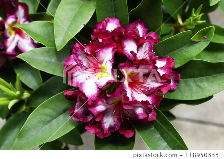 Rhododendron flower close up, purple flower with white core Rhododendron flower close up, purple flower with white core 118950333