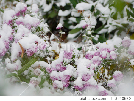 Pink flowers covered with snow Pink flowers covered with snow 118950620